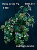 Hanging Grape Ivy x 190 ( $7.30 )