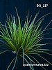 Mt. Grass x 7 ( $3.80 )