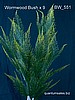 Wormwood Bush x 9 ( $3.30 )