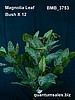 Magnolia Leaf Bush x 12 ( $4.40 )