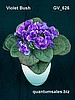 Violet Bush ( $2.20 )