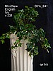 Mini New English Ivy x 241  ( $3.00 )